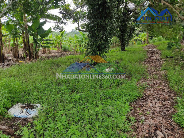 Bán 6000m2 Đất Ấp Lê Lợi Xã Quang Trung Huyện Thống Nhất Tỉnh ĐỒNG NAI. Giá 800tr/1sào