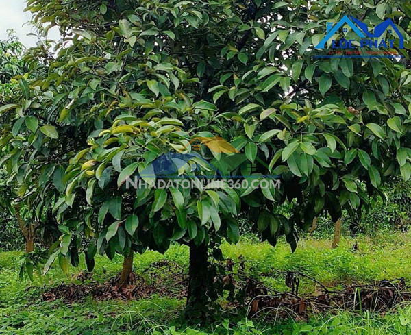 Bán đất vườn xã Phú Ngọc Huyện Định Quán diện tích 41500m2 giá 16 tỷ Bán đất vườn xã Phú Ngọc Huyện Định Quán diện tích 41500m2 giá 16 tỷ