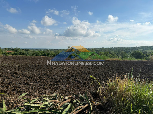 Gần 9300m2 đất full hồng có thể lên thổ cư được chất đất màu mỡ trồng được các loại cây phù hợp farm, trang trại và phân lô