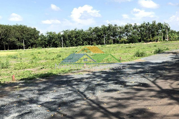 Bán hoặc cho thuê 1.500m² đất cln giá tốt – đường bông văn dĩa, tân nhựt, bình chánh