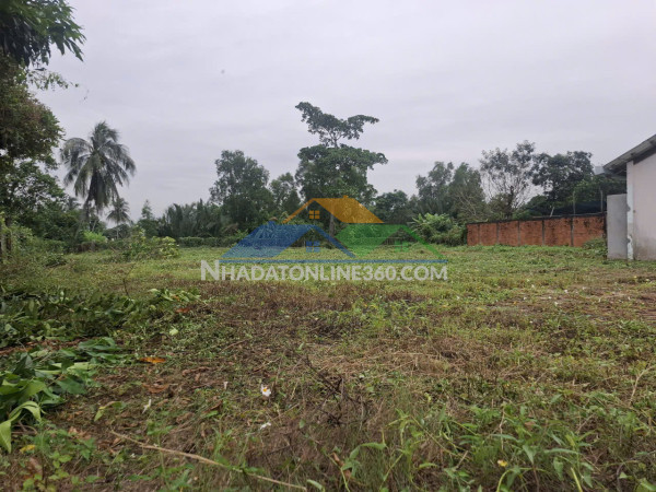 Chủ Cần Tiền Bán Gấp – Đất 1.590m², Full Thổ, Cách QL1A 200m - Giá còn thương lượng