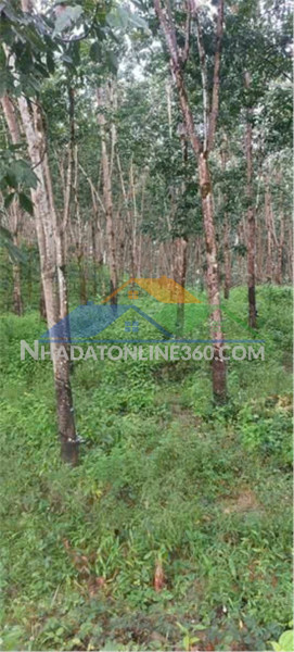 Đất đẹp – giá đầu tư - cần bán  lô đất tại  thọ sơn, bù đăng, bình phước